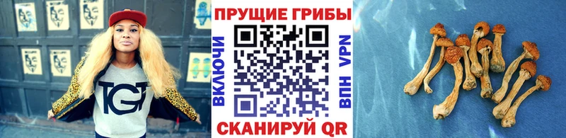 Псилоцибиновые грибы Psilocybe  Купить  Лесозаводск 
